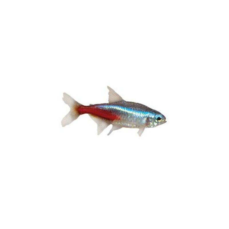 NEON TETRAS