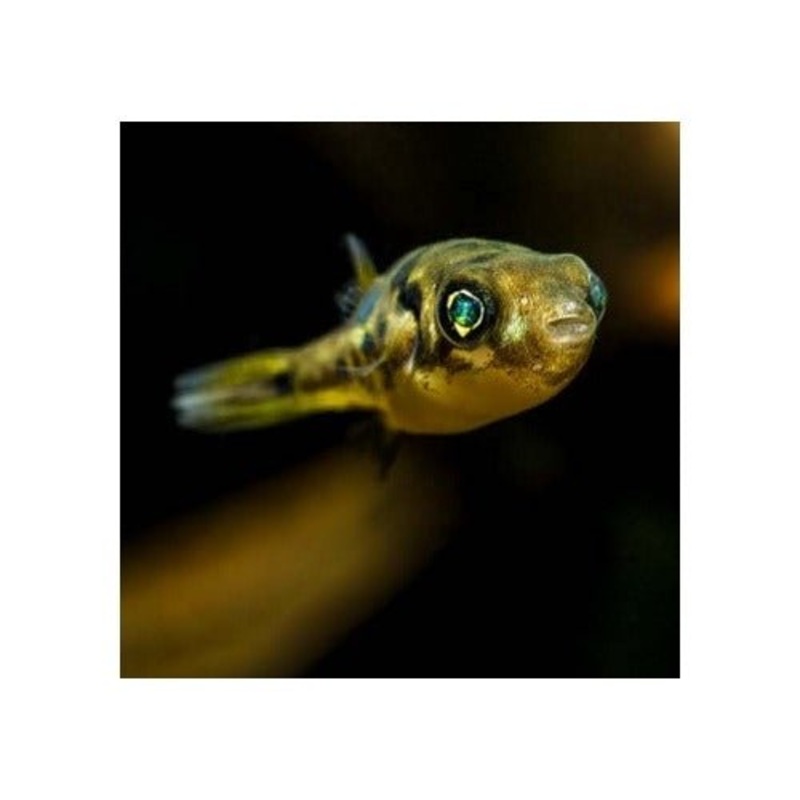 PEA PUFFER