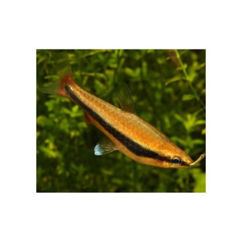 PENCIL FISH - GOLD