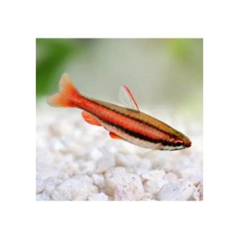 PENCIL FISH - RED