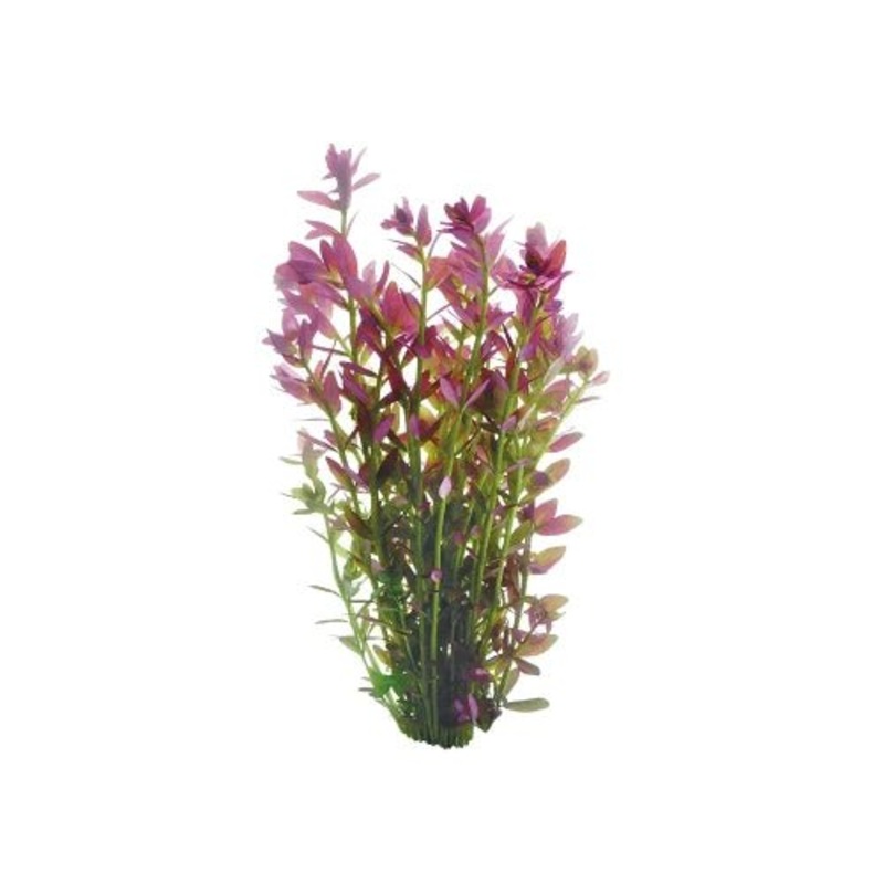 PINK ROTALA