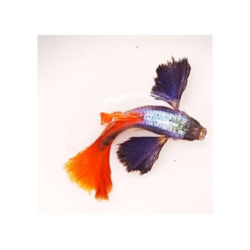Platinum Red Tail Dumbo Guppy Pairs
