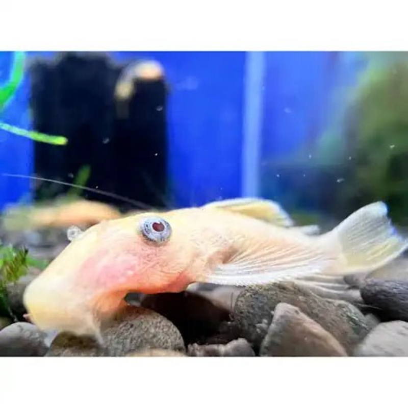 PLECO L144 LEMON S/F