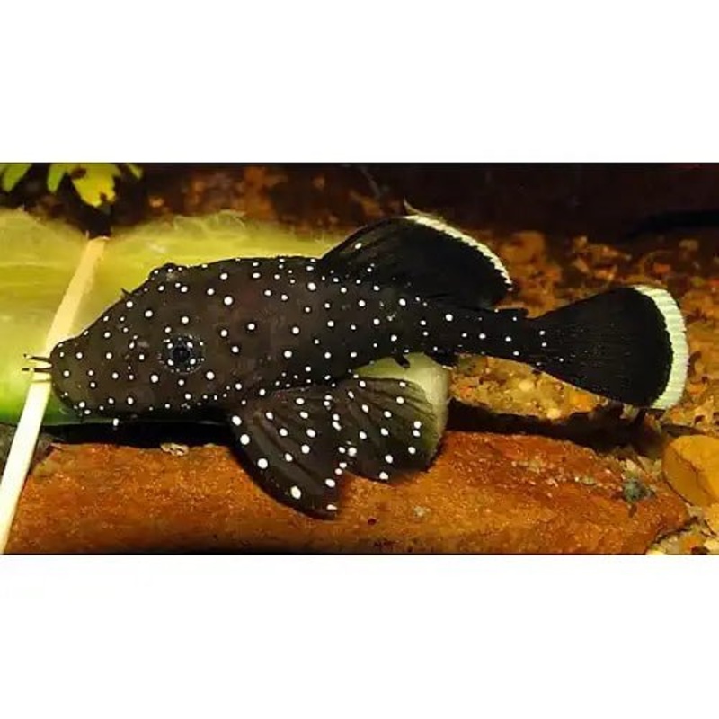 PLECO - PEPPERMINT CATFISH