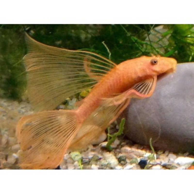 PLECO - SUPERRED LF (Pre- Order Only)