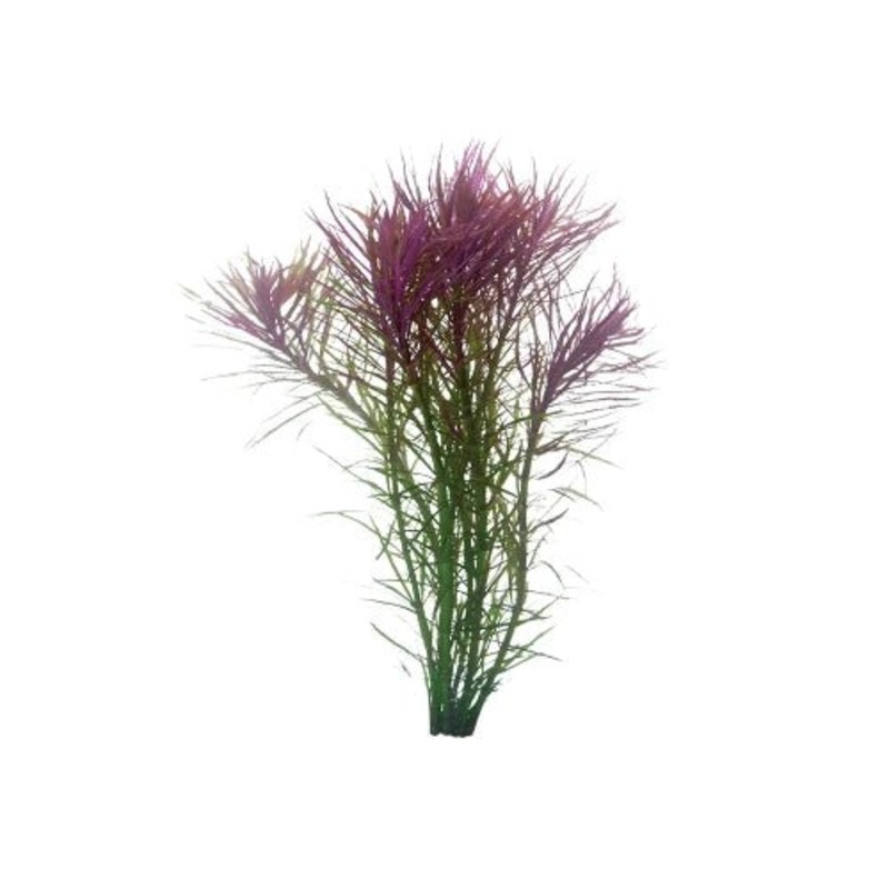 POGOSTEMON STELLATA - FINE LEAF