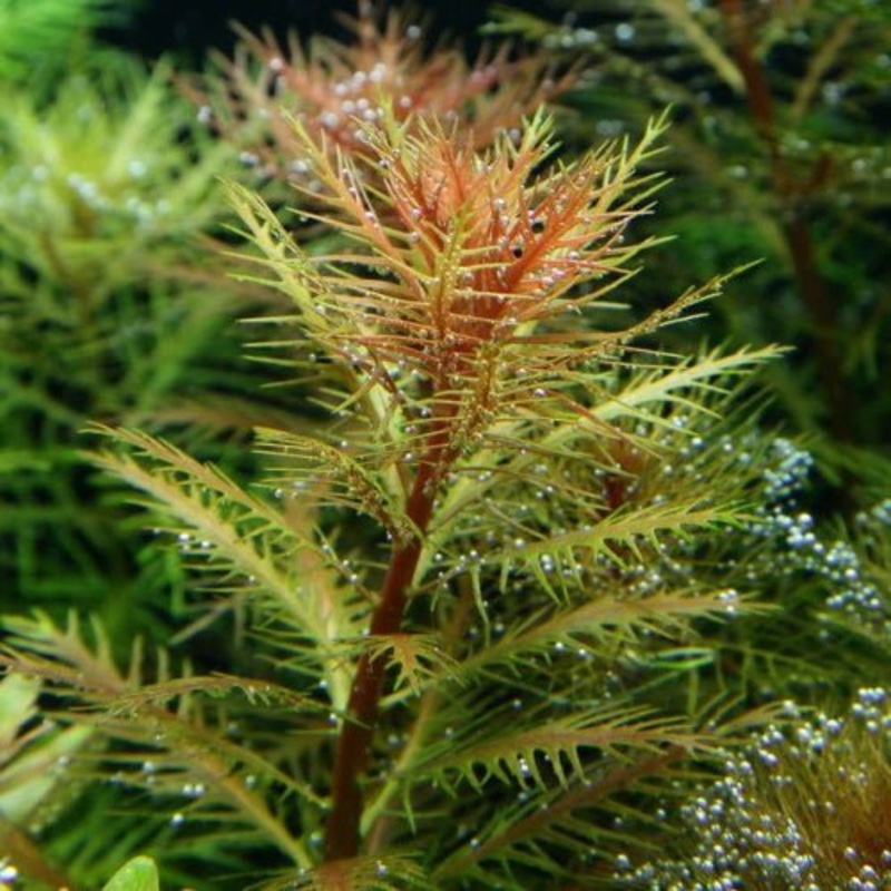 PROSERPINACA PALUSTRIS MERMAID WEED