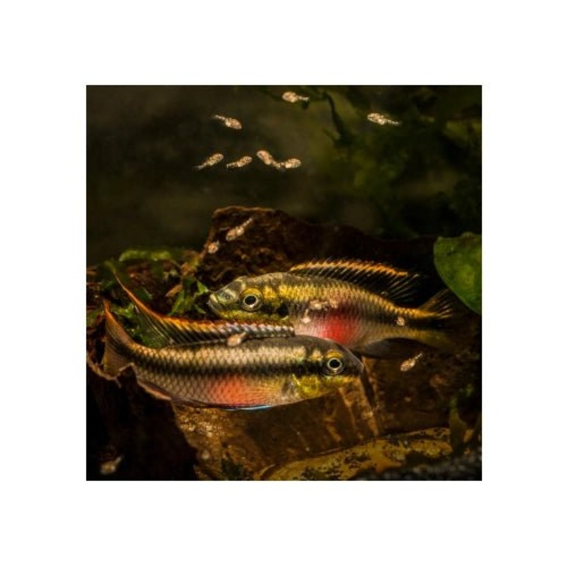 RAINBOW KRIBENSIS CICHLIDS