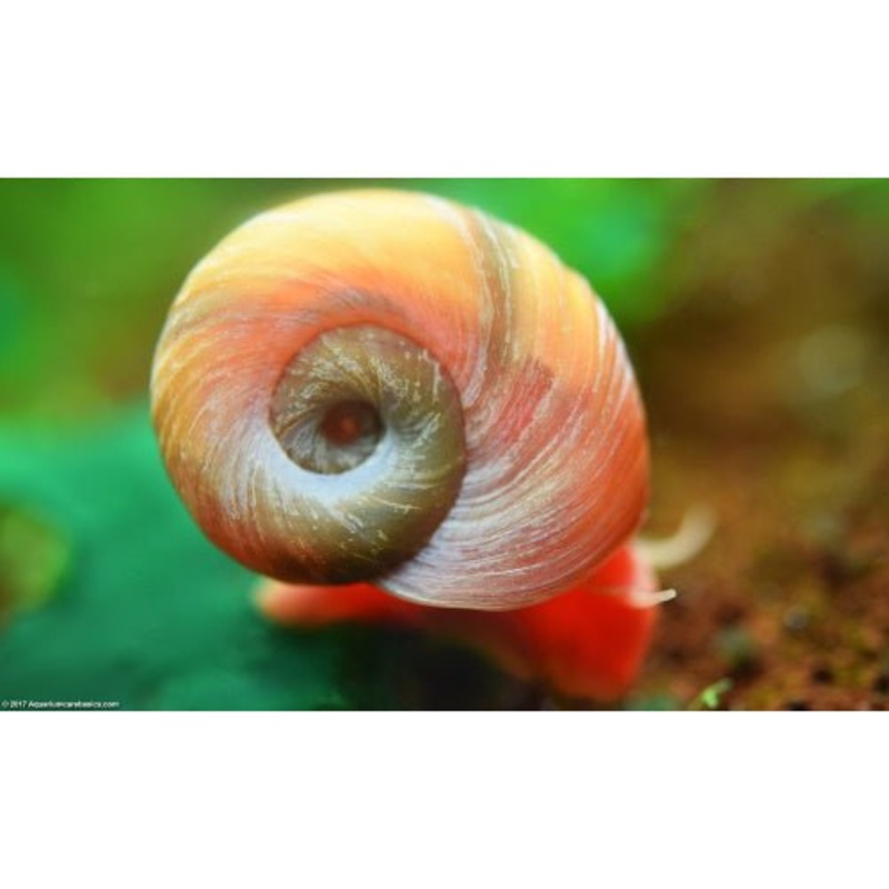 RAMSHORN SNAIL X 5
