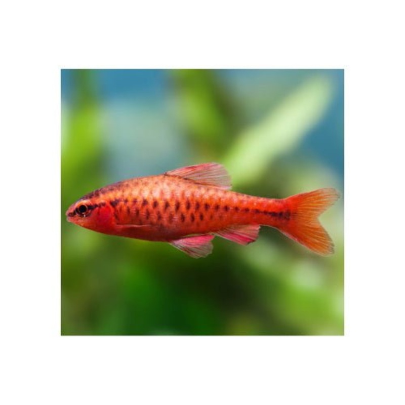 RED CHERRY BARBS