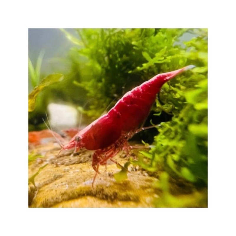 RED CHERRY SHRIMP STARTER PACK