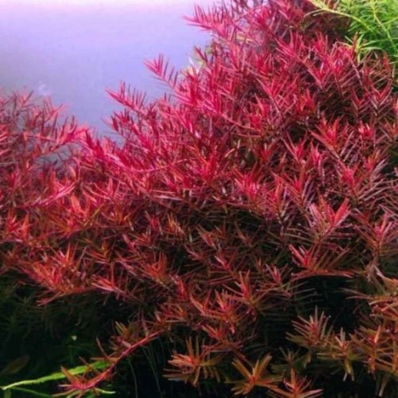 Rotala BloodII (Blood Red)