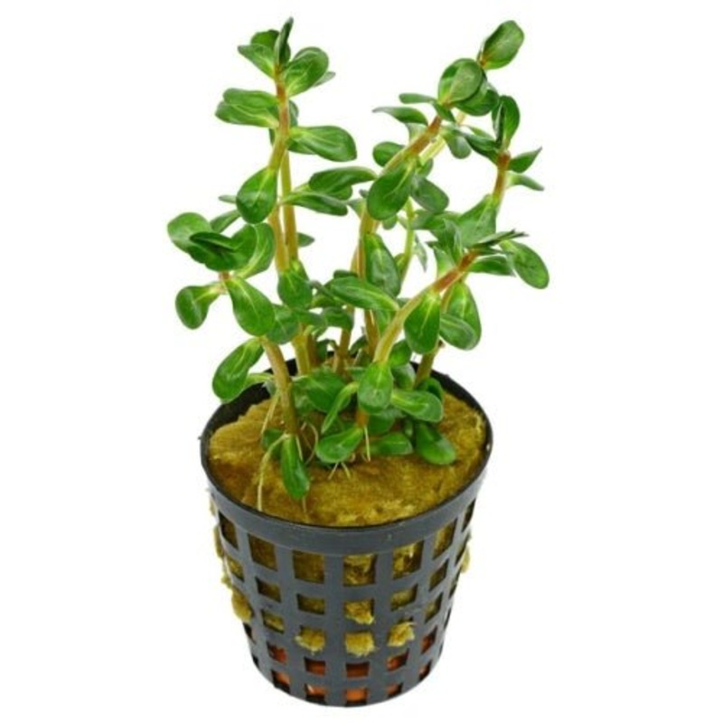 ROTALA INDICA BONSAI