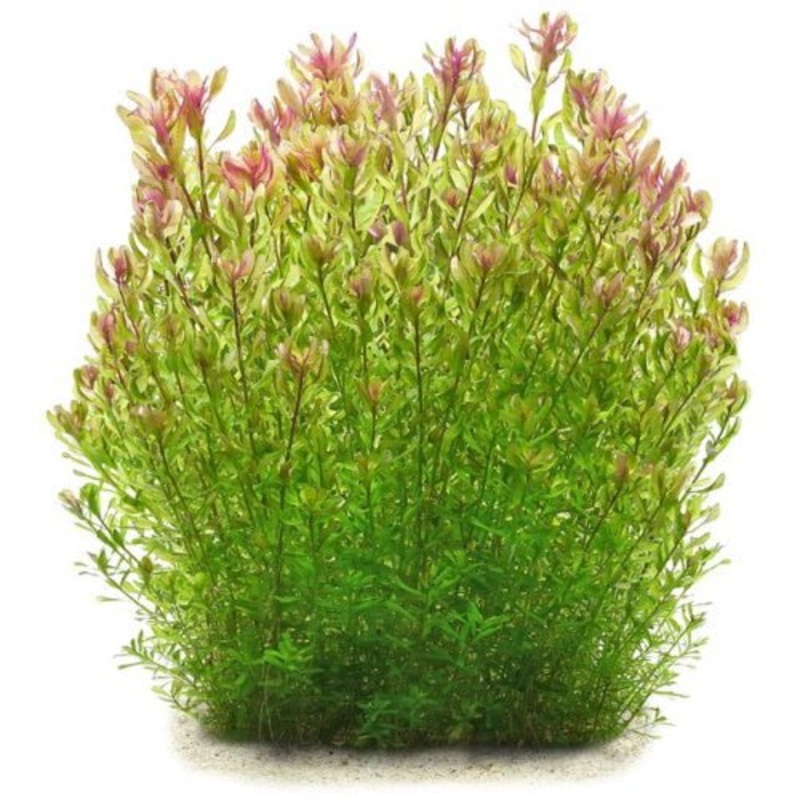 Rotala Sp. Green