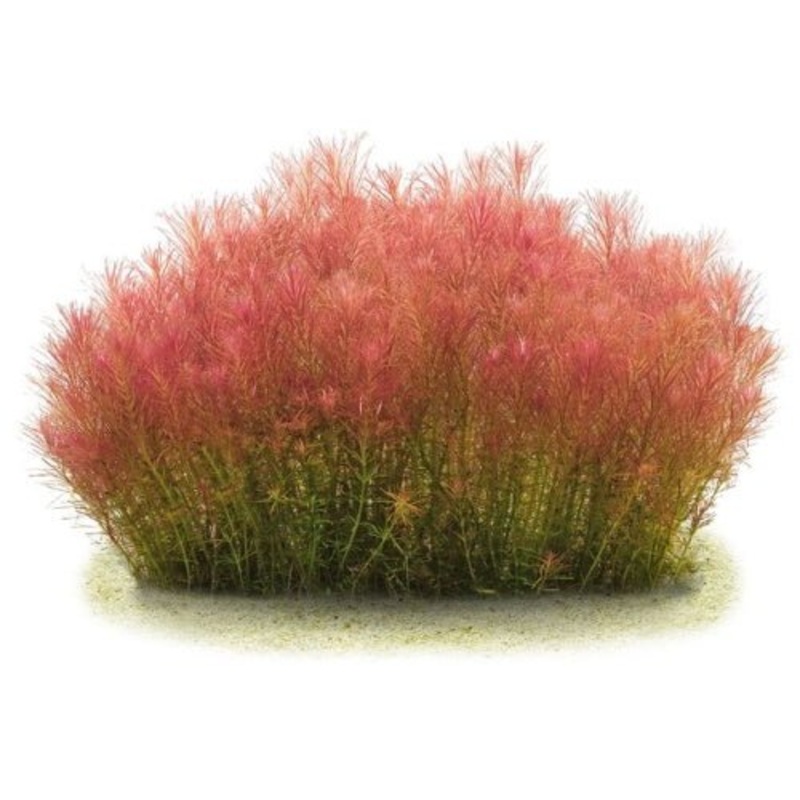 Rotala Wallichi
