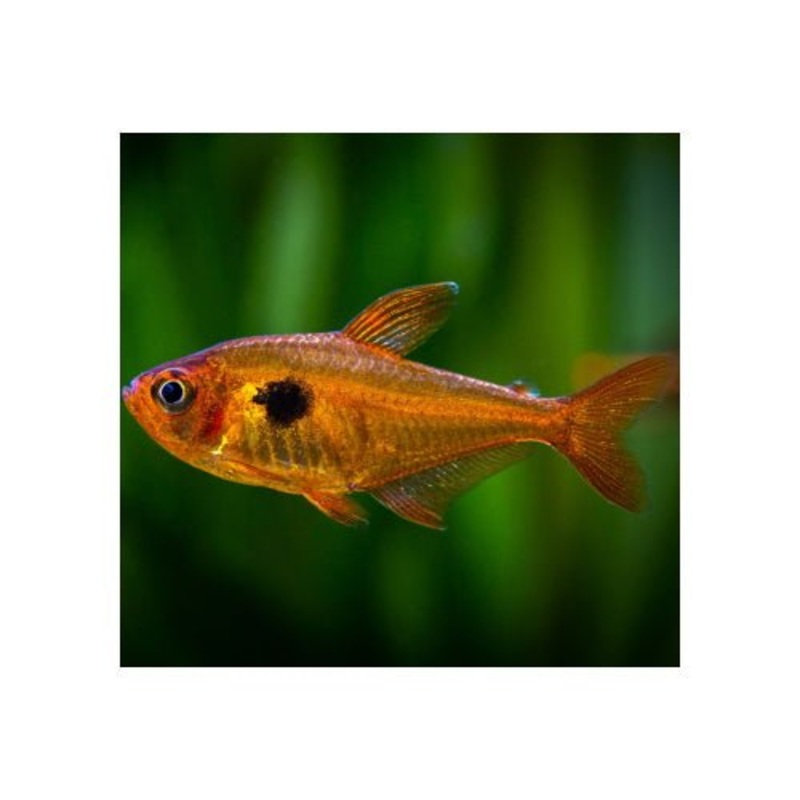 SERPAE TETRAS 3CM