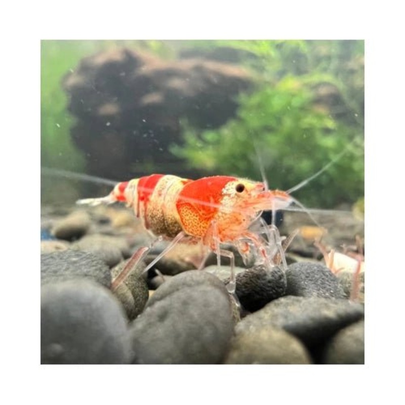 Shrimp - Crystal Reds (EOFY Special Buy 10 get 2 FREE)