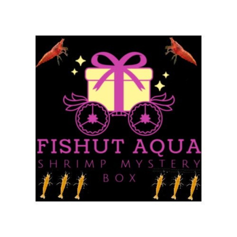 SHRIMP MYSTERY BOX