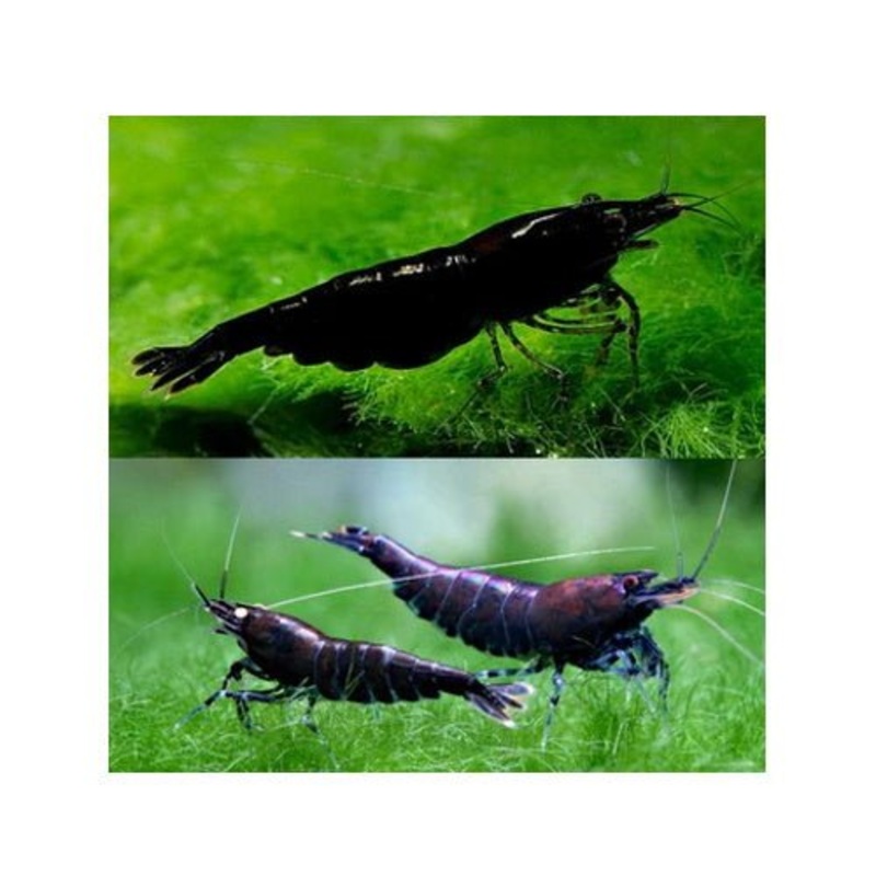 SHRIMPS BLUE BLACK