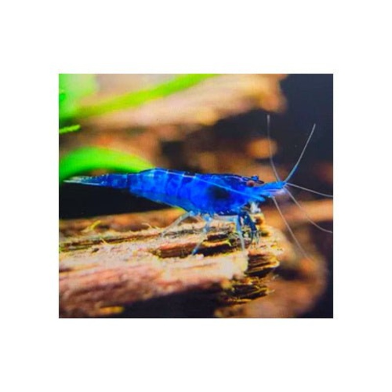 Shrimps Blue Dreams (EOFY Special Buy 10 get 2 FREE)