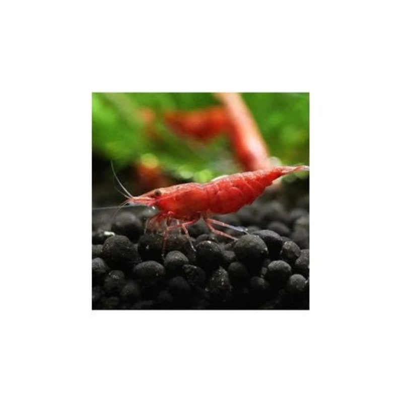 SHRIMPS FIRE REDS