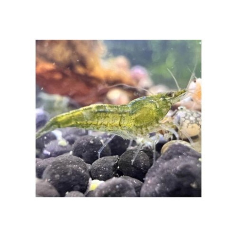 SHRIMPS GREEN JADE