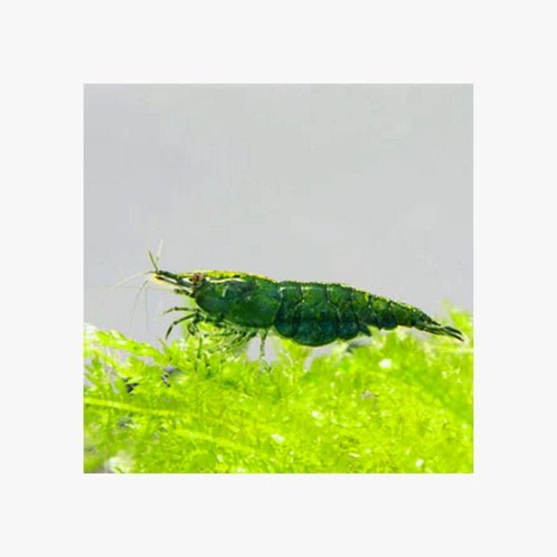 SHRIMPS GREEN JADE - HIGH GRADE