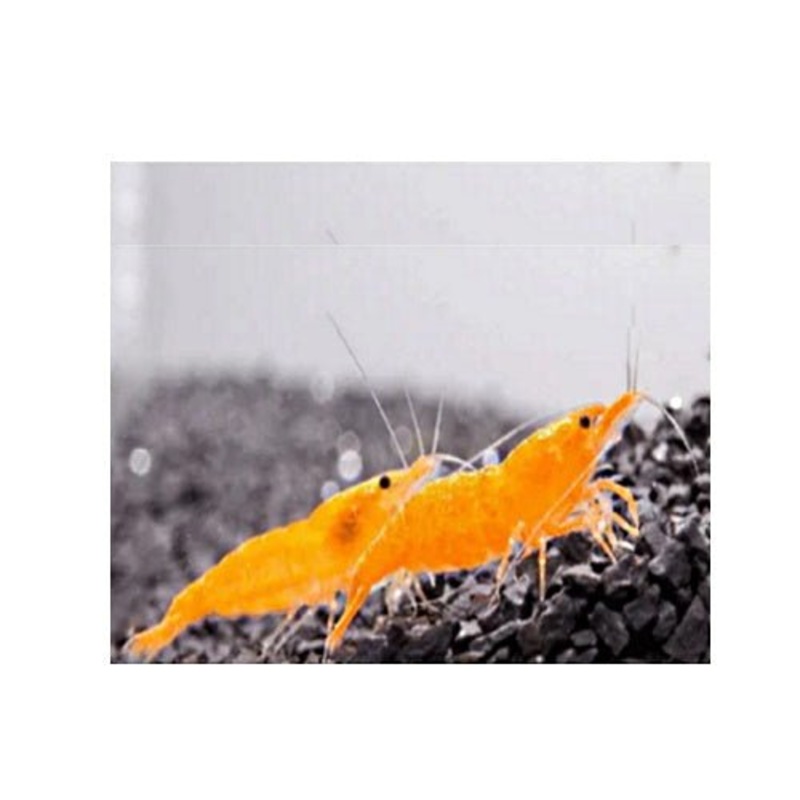 SHRIMPS YELLOW CHERRY