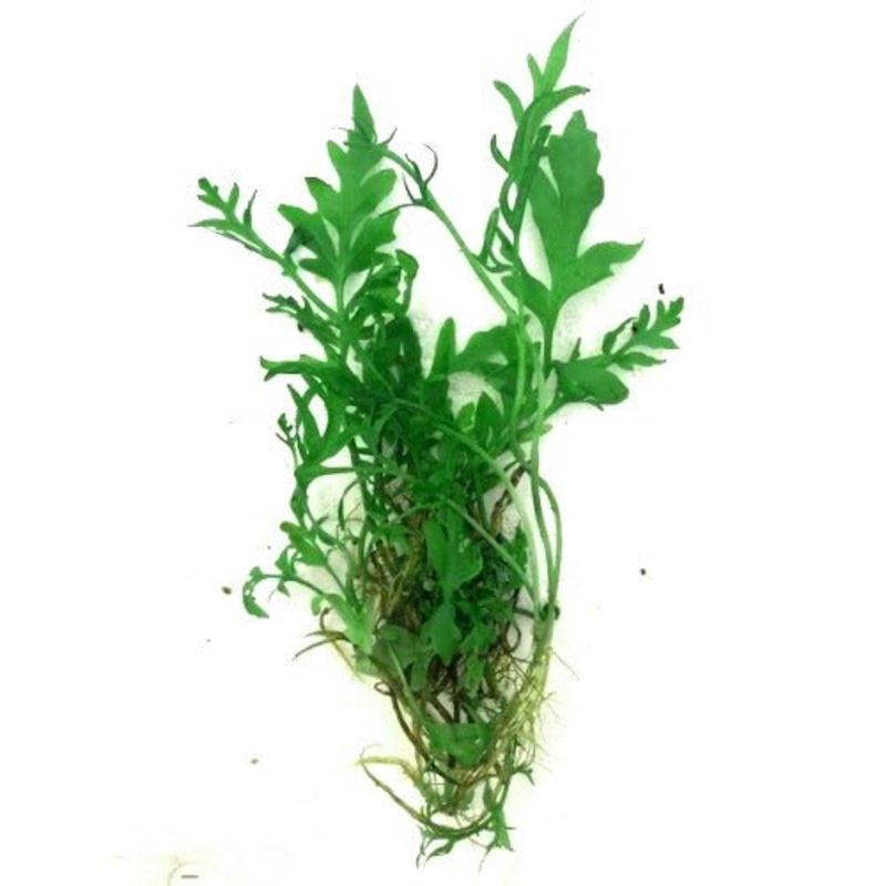 SPRITE FINE - CERATOPTERIS THALICTROIDES