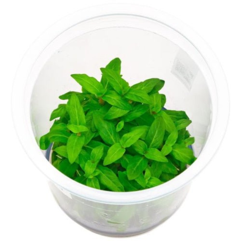 Staurogyne Repens Tissue Culture