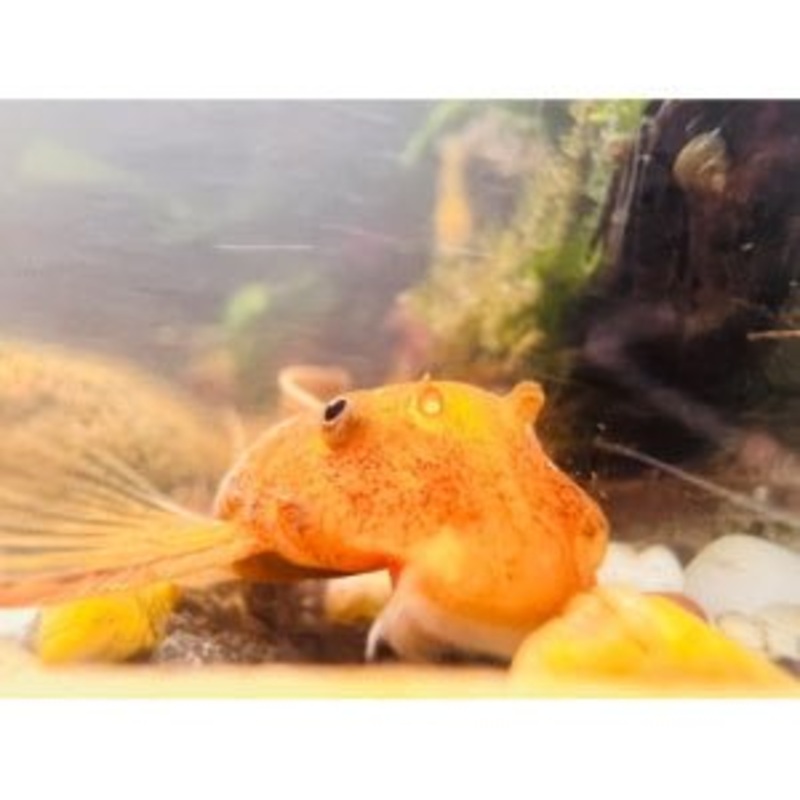 Super Red Bristlenose Pleco