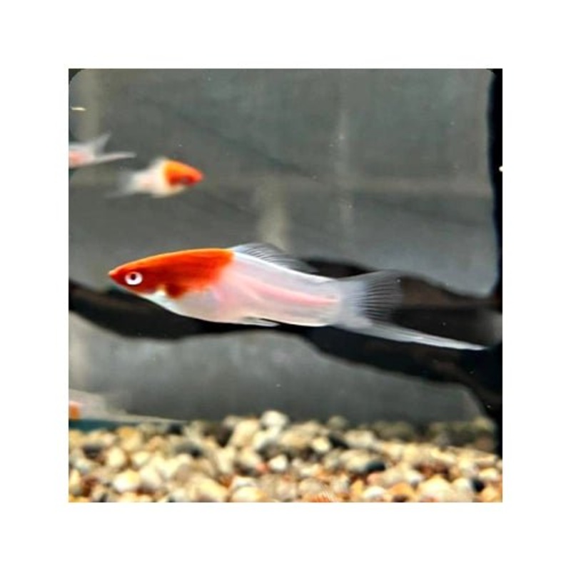 SWORDTAIL KOHAKU