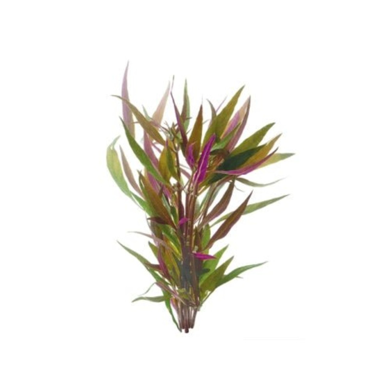 TELANTHERA - BUNCH