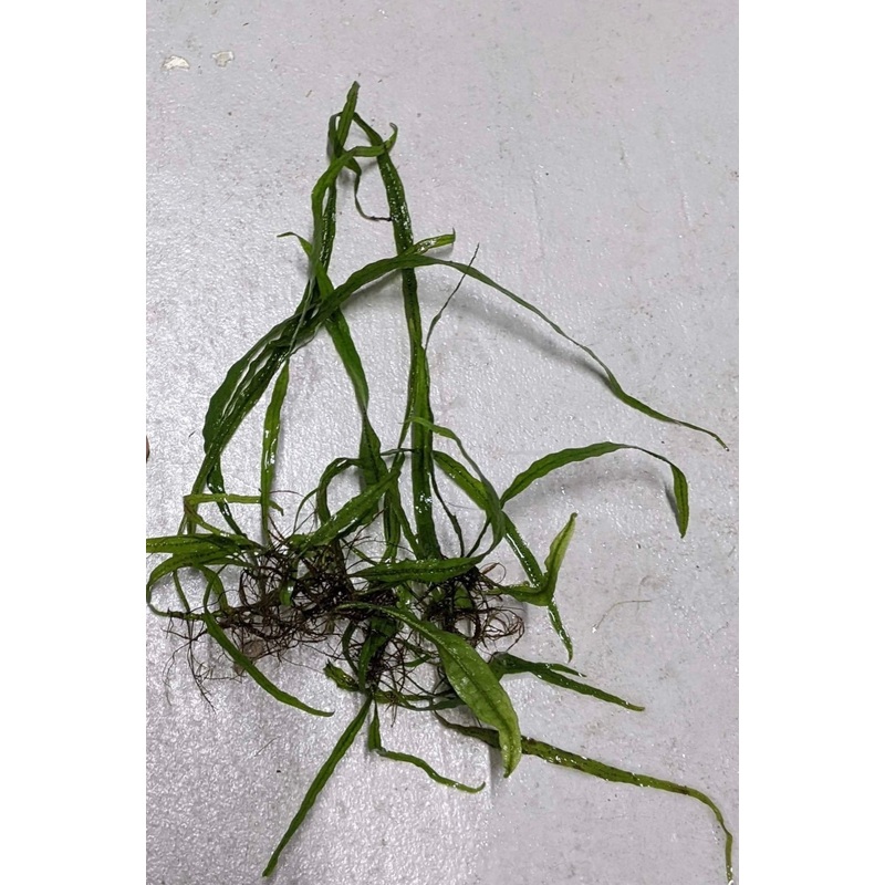Trident Java Fern