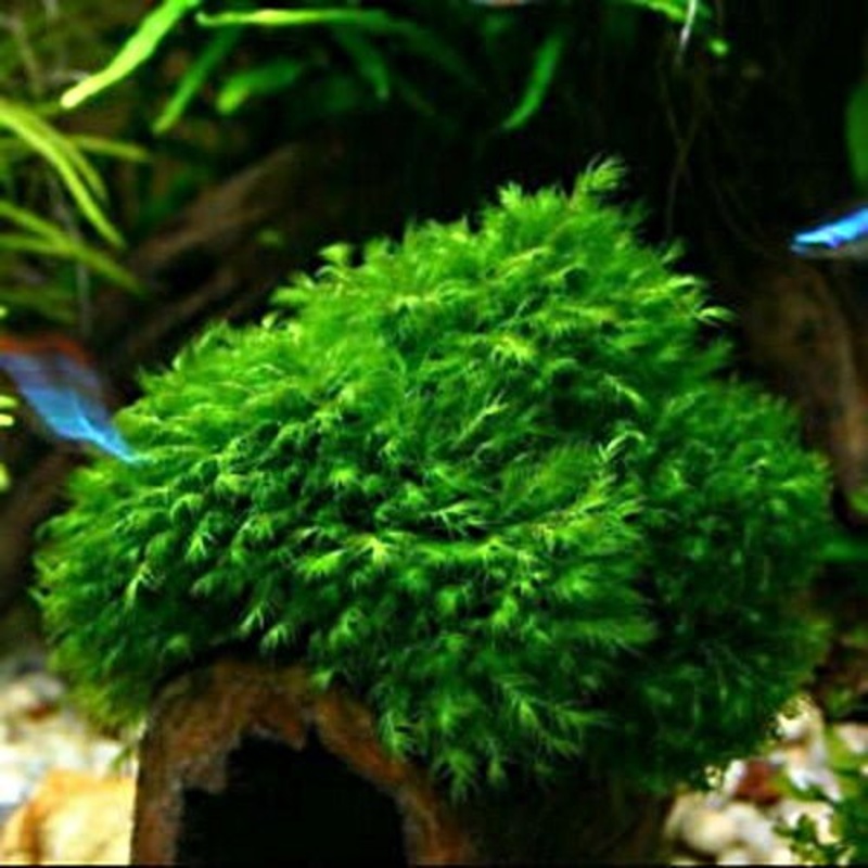 US FISSIDENS MOSS