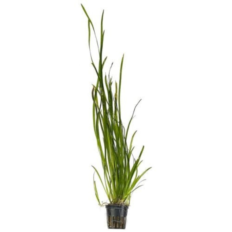 Vallisneria - Thin