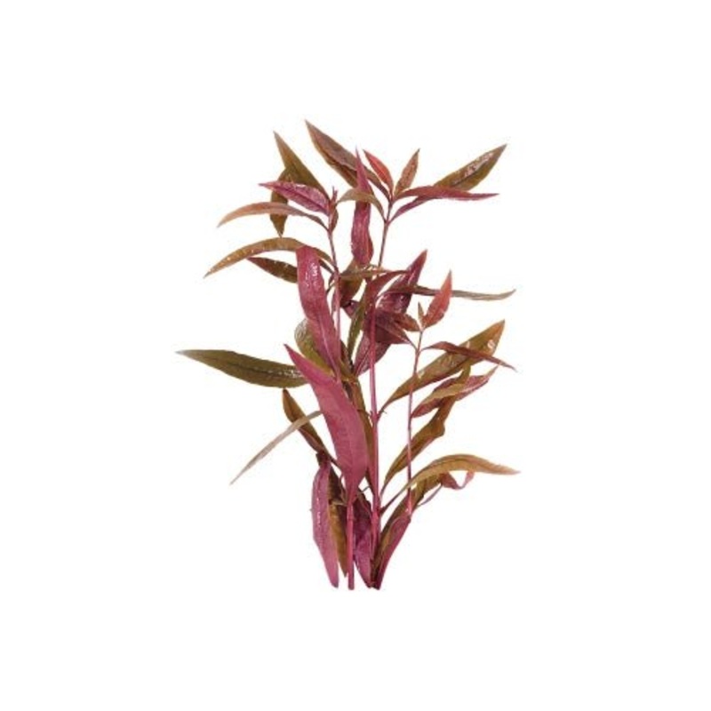 VIOLET - BUNCH