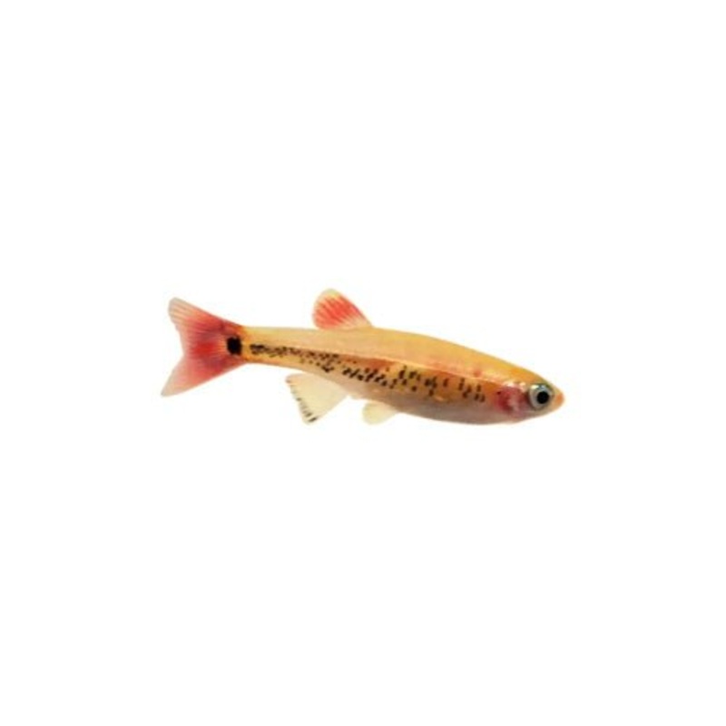 WHITE CLOUD MINNOWS