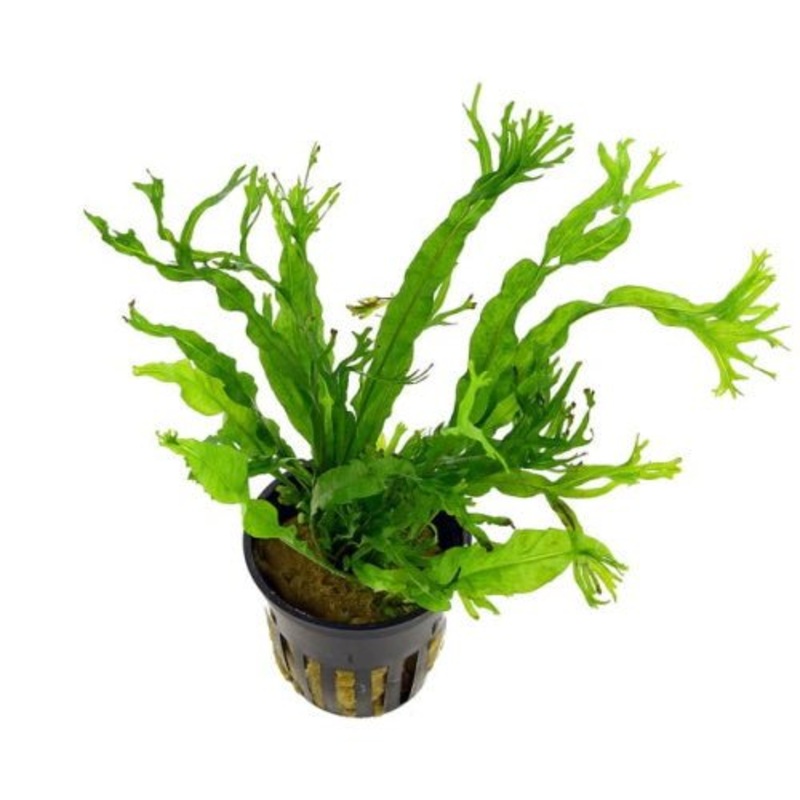 WINDELOV JAVA FERN