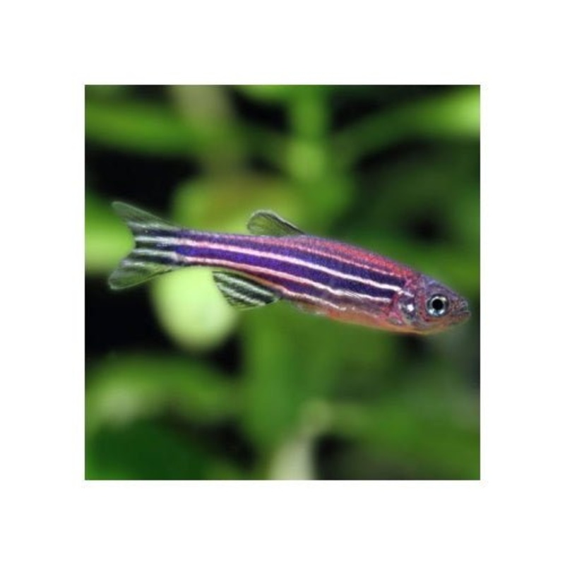 Zebra Danios