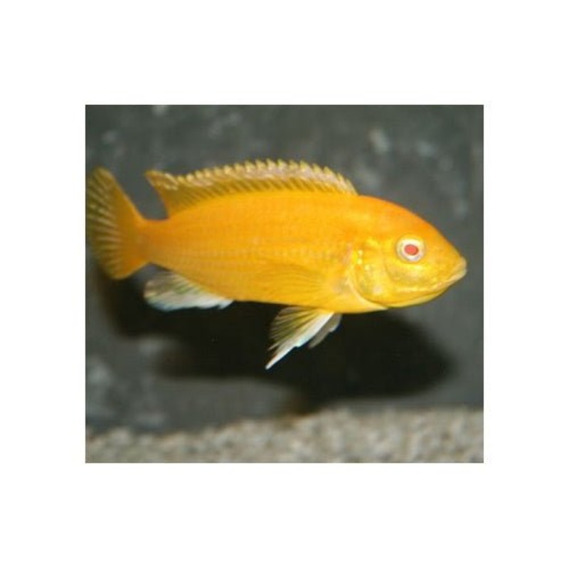 Albino Electric Yellow Cichlid