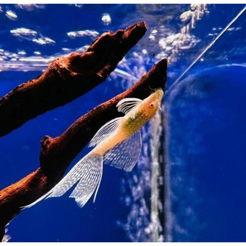 Albino Longfin Bristlenose