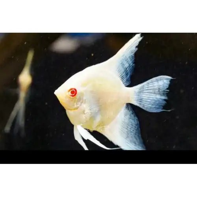 Albino Red Eye Angelfish