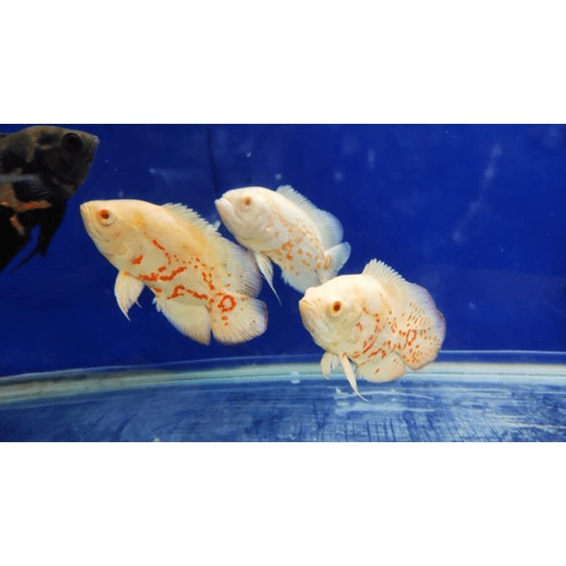 Albino Tiger Oscar