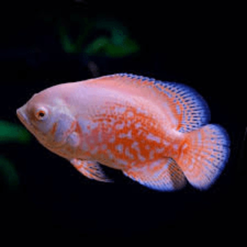 Albino Tiger Oscar XL