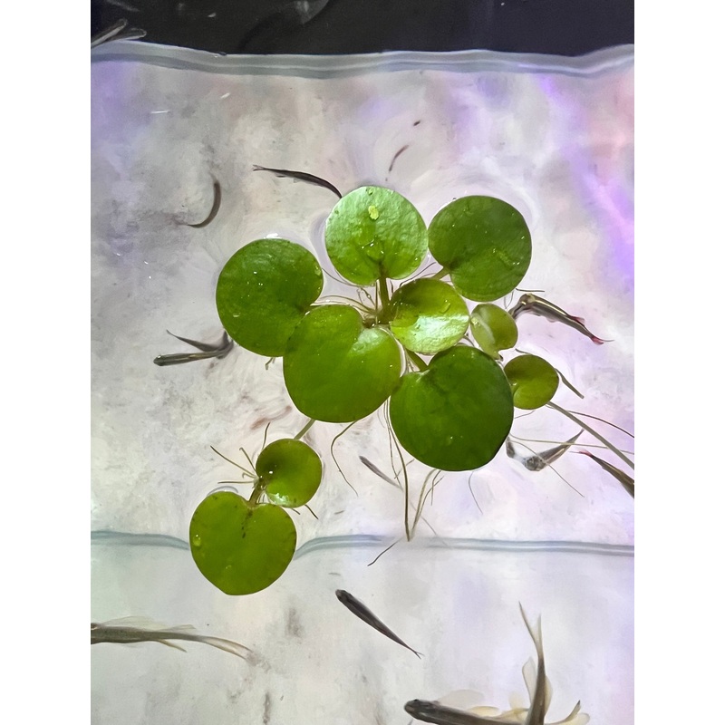 Amazon Frogbit