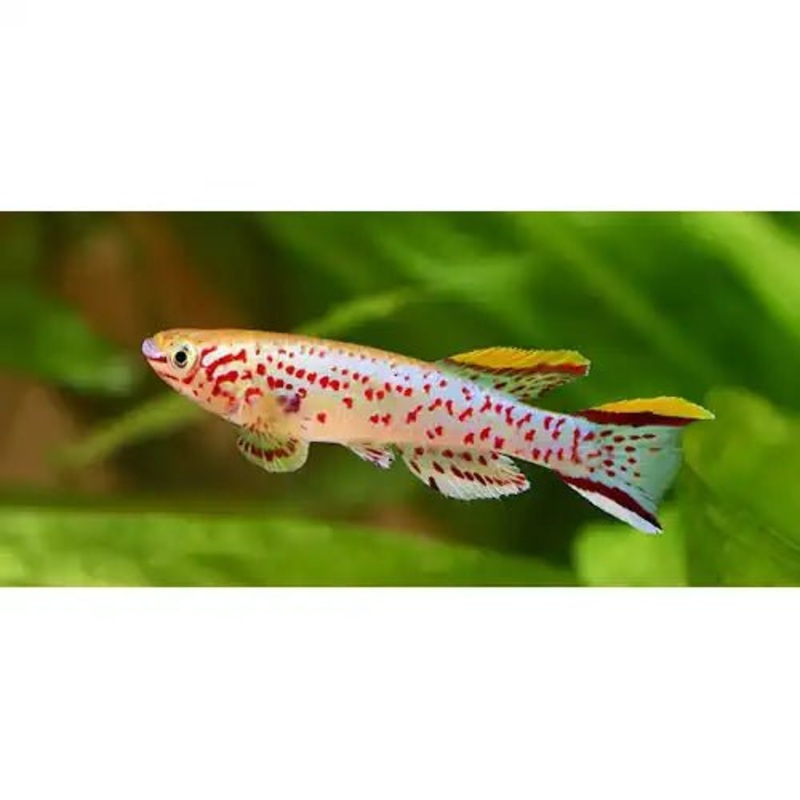 Aphyosemion Gardneri Killifish