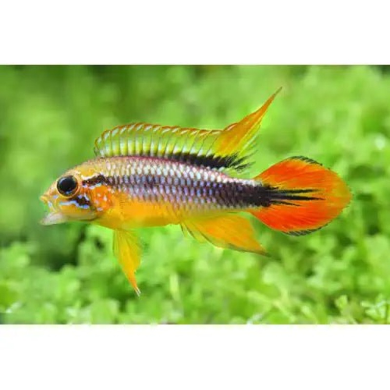 Apistogramma Agassizi - Super Red