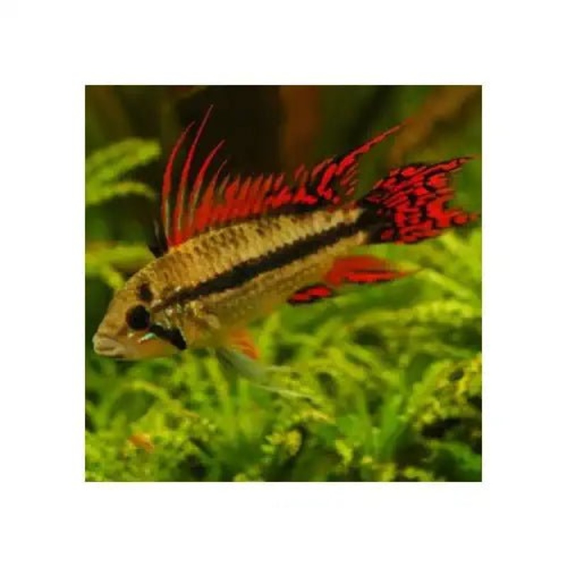 Apistogramma Cacautoides - Pair