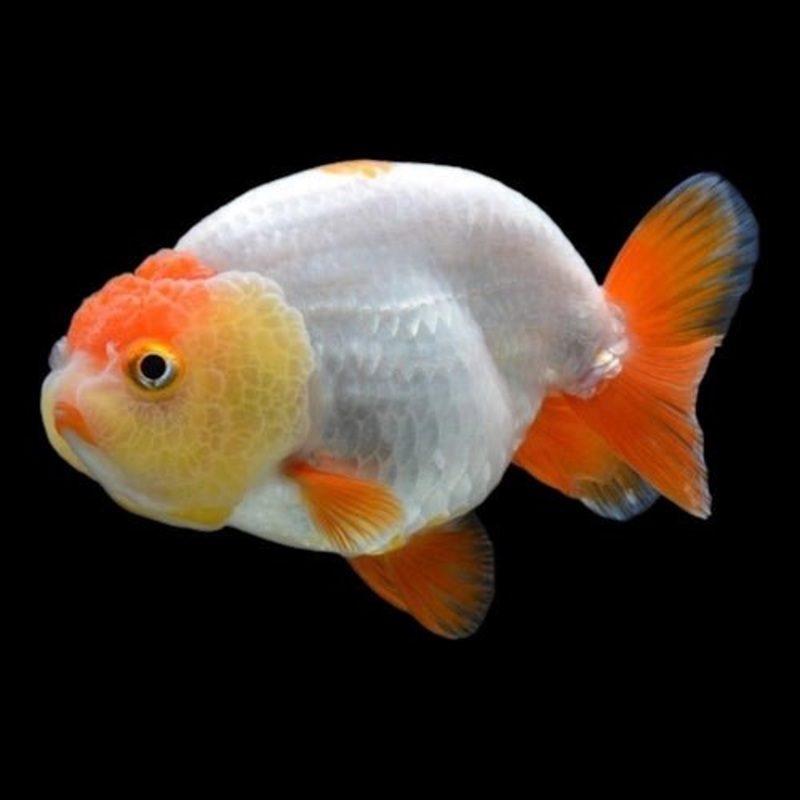 Assorted Lion Head Ranchu